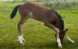Dressyr hästar till salu: e Hesselhöjs Donkey Boy ue Carlton Hill i Billesholm - Bild 1