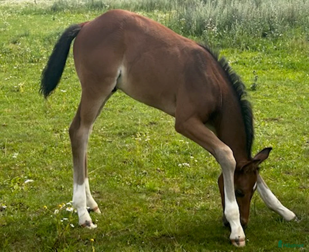 Dressyr hästar till salu: e Hesselhöjs Donkey Boy ue Carlton Hill - Annons 2