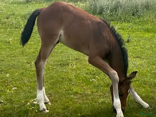 hästar e Hesselhöjs Donkey Boy ue Carlton Hill - Annons 1