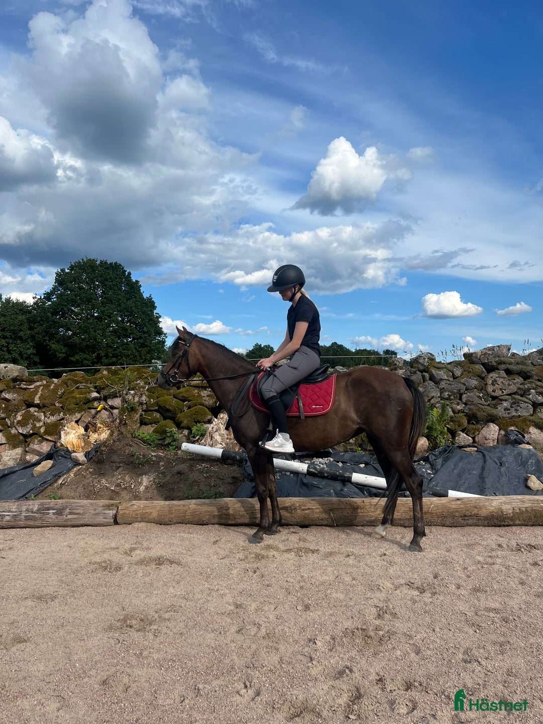 Allround hästar till salu: Ungponny att utvecklas med 🌸 i Gislaved - Annons 1