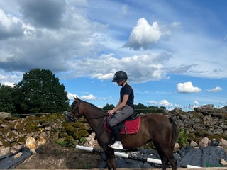 Allround hästar till salu: Ungponny att utvecklas med 🌸 i Gislaved - Annons 2