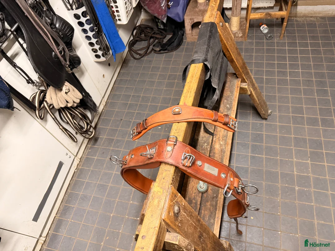 Övrig Hästutrustning hästutrustning till salu: Globus Tömkörningsgjord full  - Annons 2