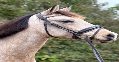  hästar i Hjärnarp - Annons 10