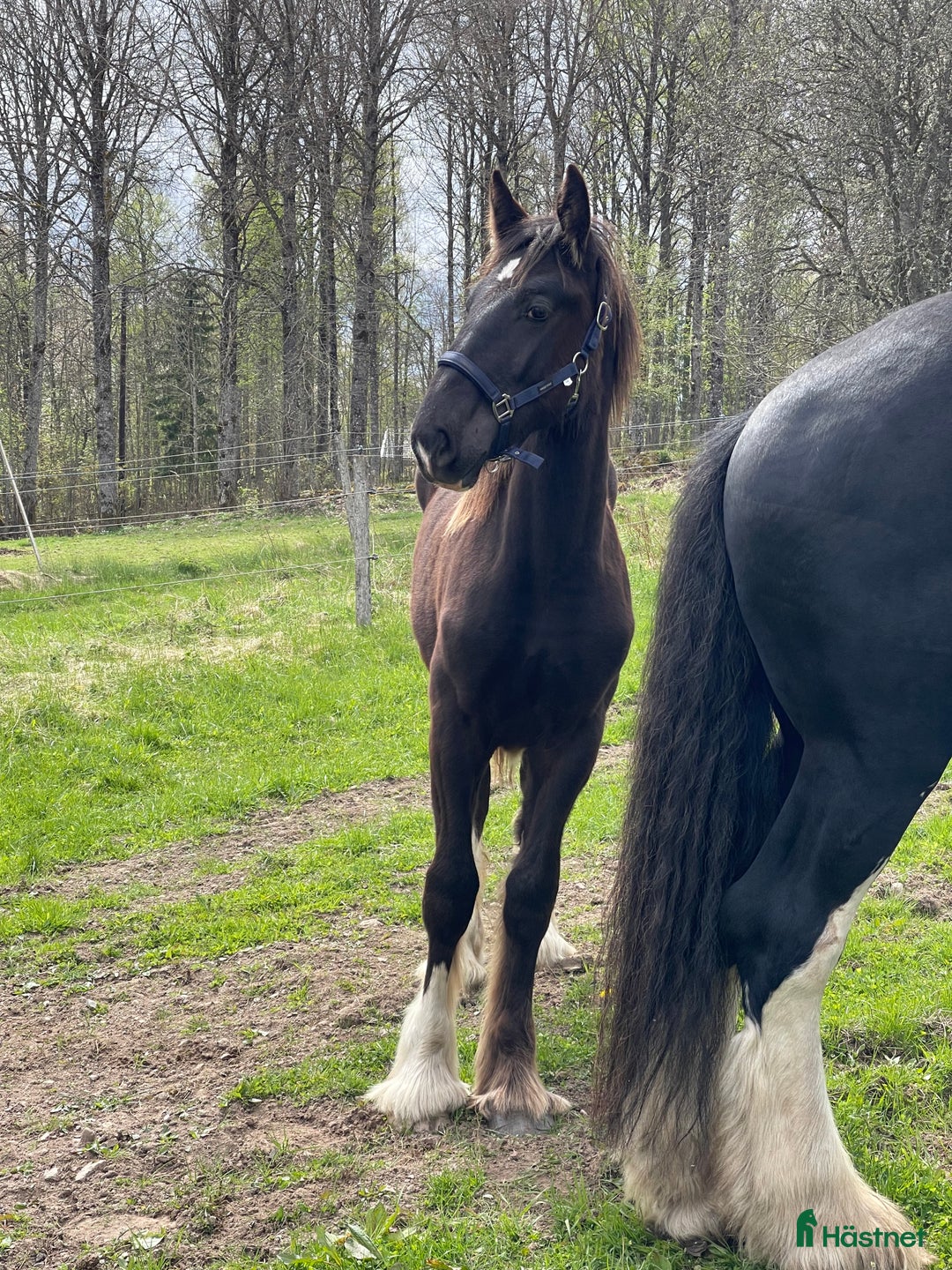 Avelshästar hästar till salu: Fin shire hingst  i Lekeryd - Annons 7