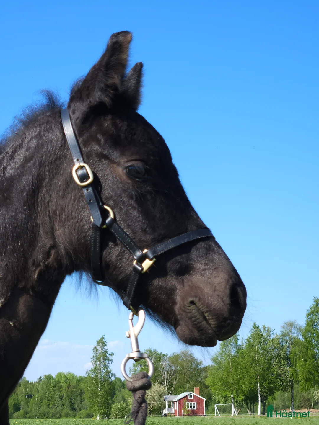 Allround hästar till salu: Trevligt ung frieser - Annons 3