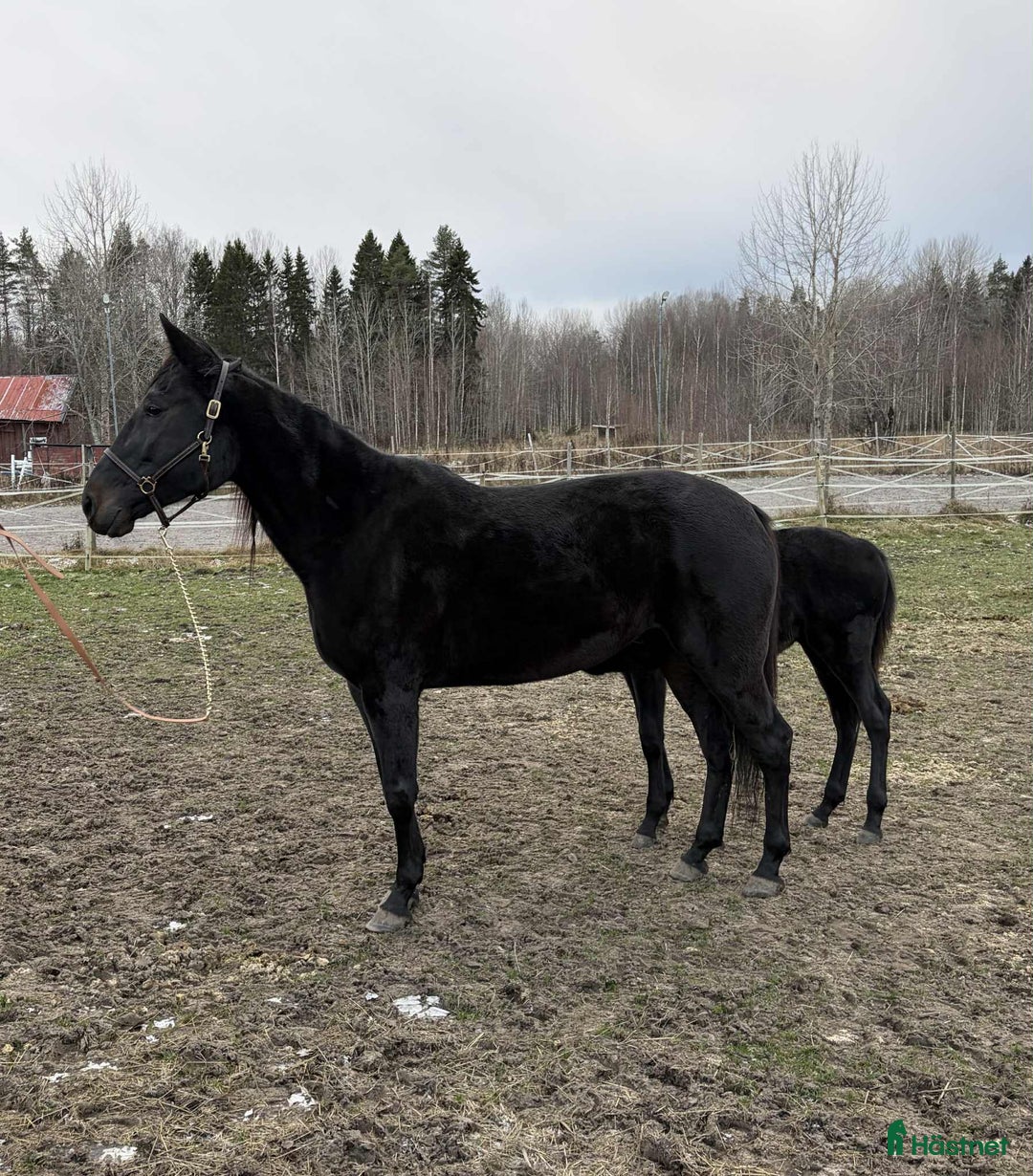 Avelshästar hästar till salu: Avelssto e.Googoo Gaagaa i Valbo - Annons 3