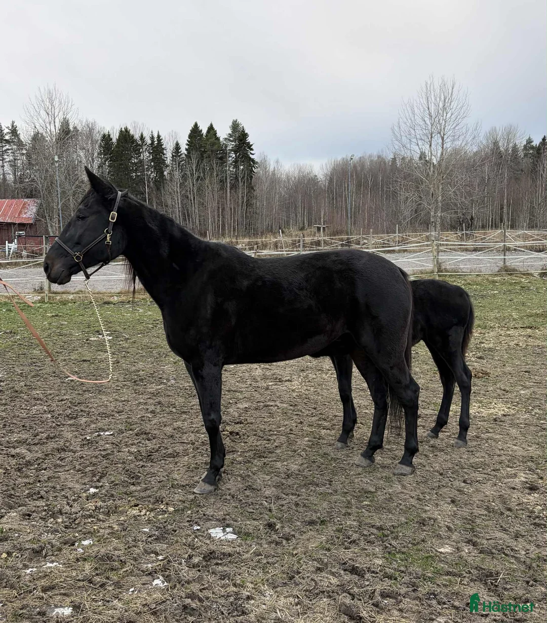 Avelshästar hästar till salu: Avelssto e.Googoo Gaagaa i Valbo - Annons 3