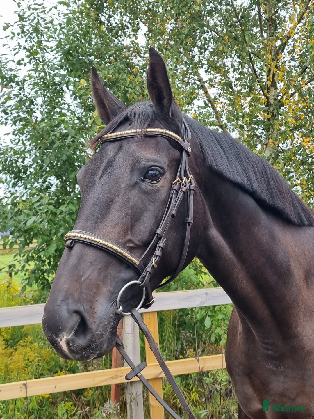 Hoppning hästar till salu: Lovande SWB sto  i Sunne - Annons 1