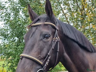 hästar Lovande SWB sto i Sunne - Annons 4