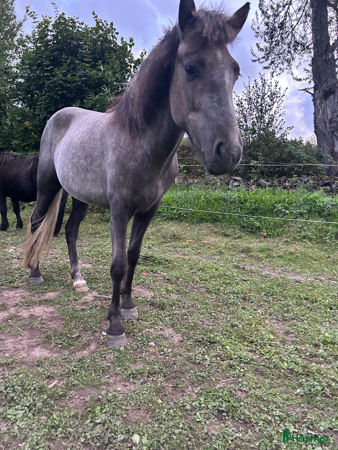 Island hästar till salu: Dísa- Sto 2 år i Korsberga - Annons 2