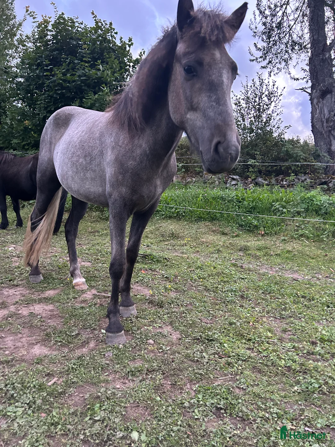 Island hästar till salu: Dísa- Sto 2 år i Korsberga - Annons 2