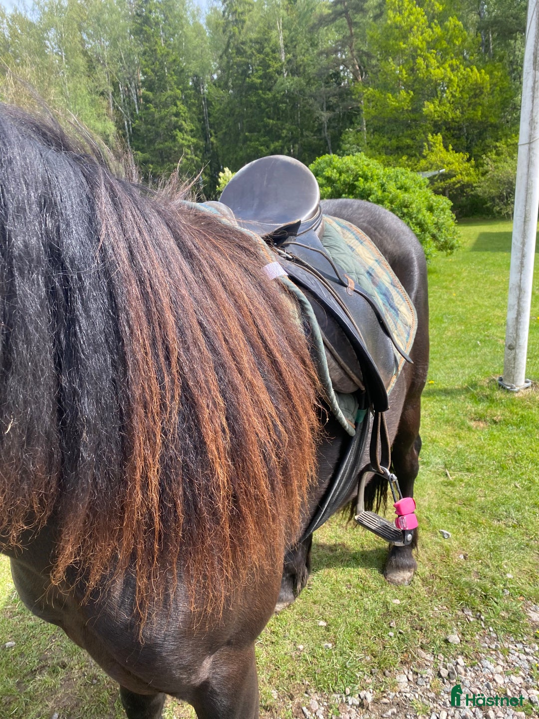Trav hästar till salu: Fint 2-årigt travsto i Säffle - Bild 8