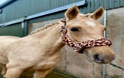 Hoppning hästar till salu: Selection of Irish ponies i Ljungby - Annons 2