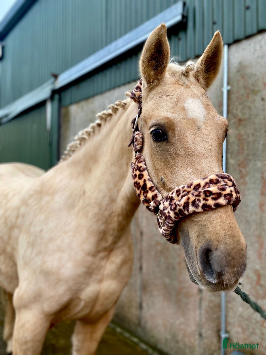 Hoppning hästar till salu: Selection of Irish ponies i Ljungby - Annons 2