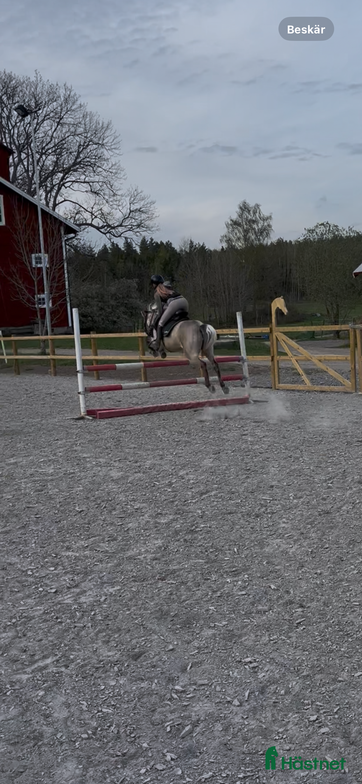  hästar Trevligt gotlandsruss  i Strängnäs - Annons 17