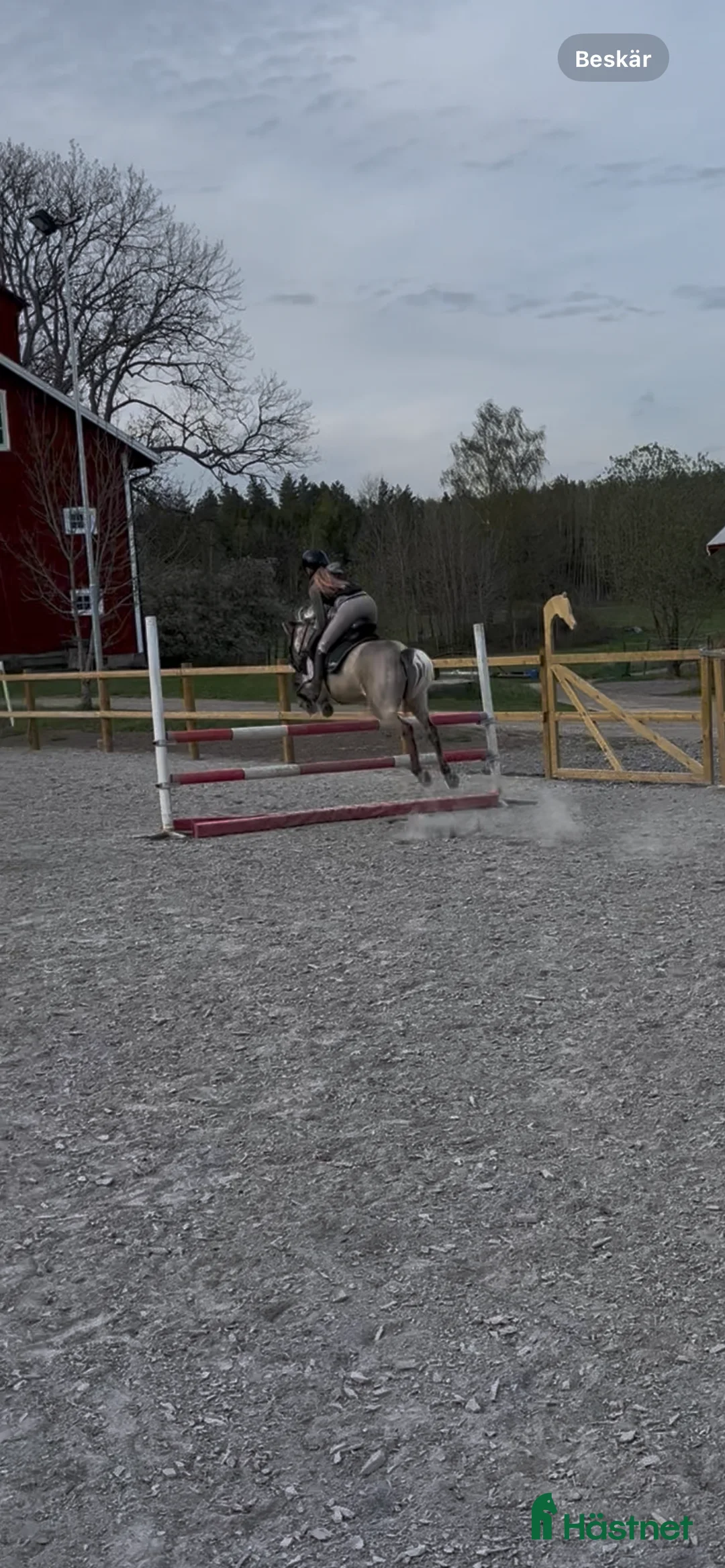 Sällskap hästar till salu: Trevligt gotlandsruss  i Strängnäs - Annons 1