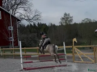 hästar Trevligt gotlandsruss i Strängnäs - Annons 17