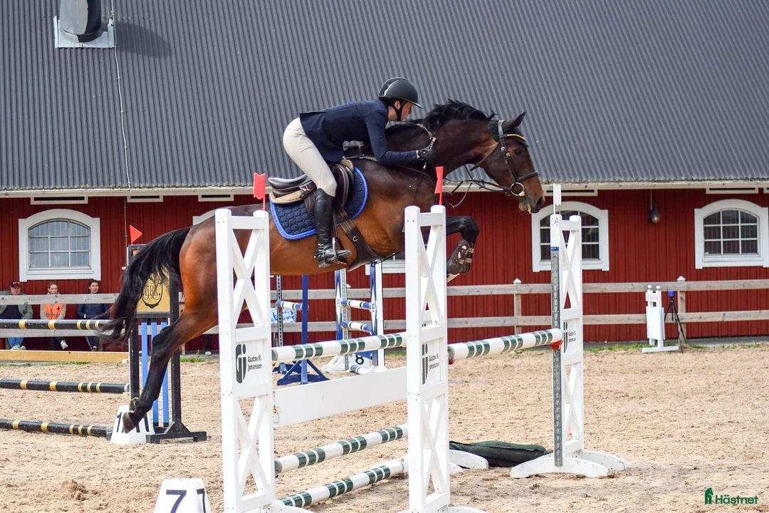 Hoppning hästar till salu: Trevlig 6 åring  i Ljungby - Annons 1