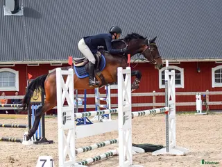 hästar Trevlig 6 åring i Ljungby - Annons 1