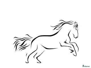 hästar Söker en häst för hobby ridning - Annons 1