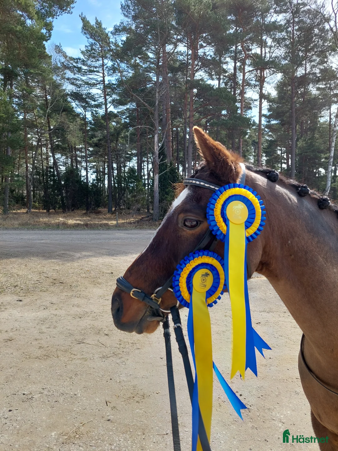 Dressyr hästar till salu: Välutbildad dressyrponny i Stånga - Annons 1