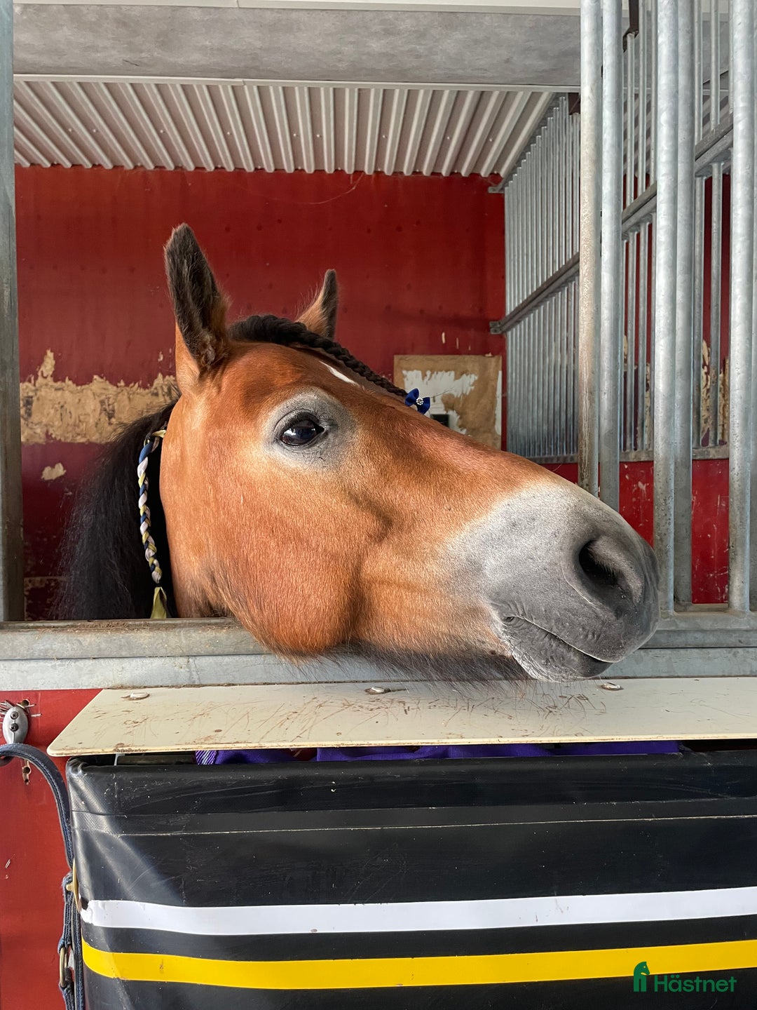 Trav hästar till salu: Social ponnytravare  i Domsjö - Annons 4