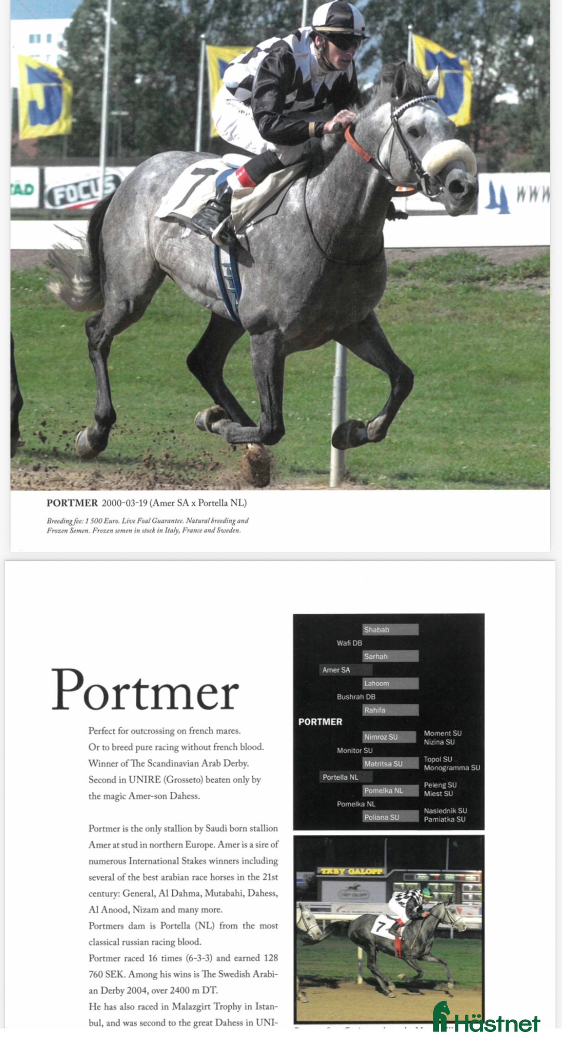  avel Fryst sperma (FAI) - arabhingsten Portmer - Annons 2