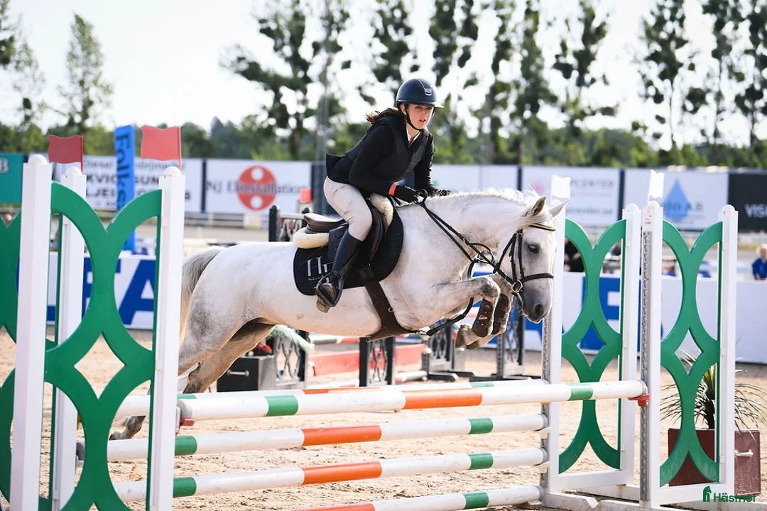Hoppning hästar till salu: Ungponny med hjärta av Guld  - Annons 1