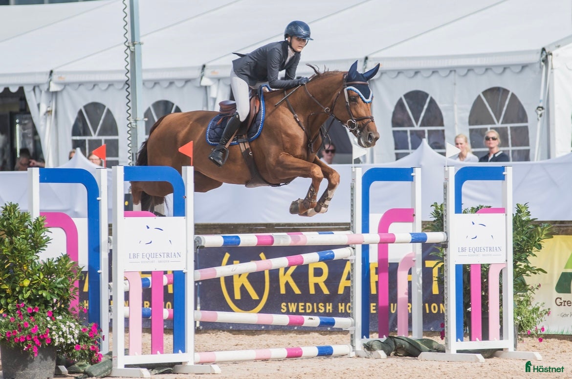 Hoppning hästar till salu: Flashig tävlingshäst  i Västra Frölunda - Annons 1