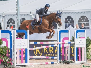 hästar Flashig tävlingshäst i Västra Frölunda - Annons 17