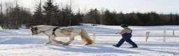 Allround hästar till salu: Gypsy Cob selges! - Annons 13