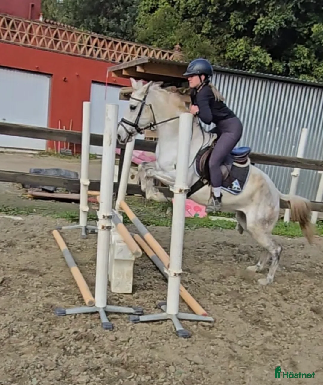 Hoppning hästar till salu: Trevliga hästar och ponnier i Spanien  - Annons 4