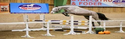 Hoppning hästar till salu: Lovande 3-årigt SWB sto - dräktigt med Harley EK - Annons 1