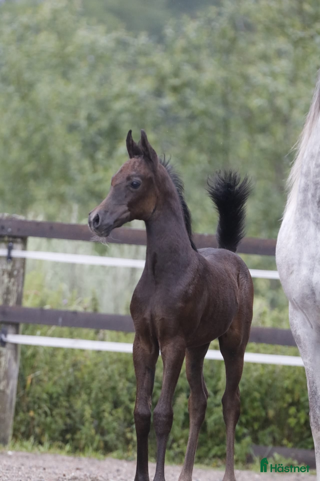  hästar Vackra, trevliga & välhanterade ettåringar - Annons 1