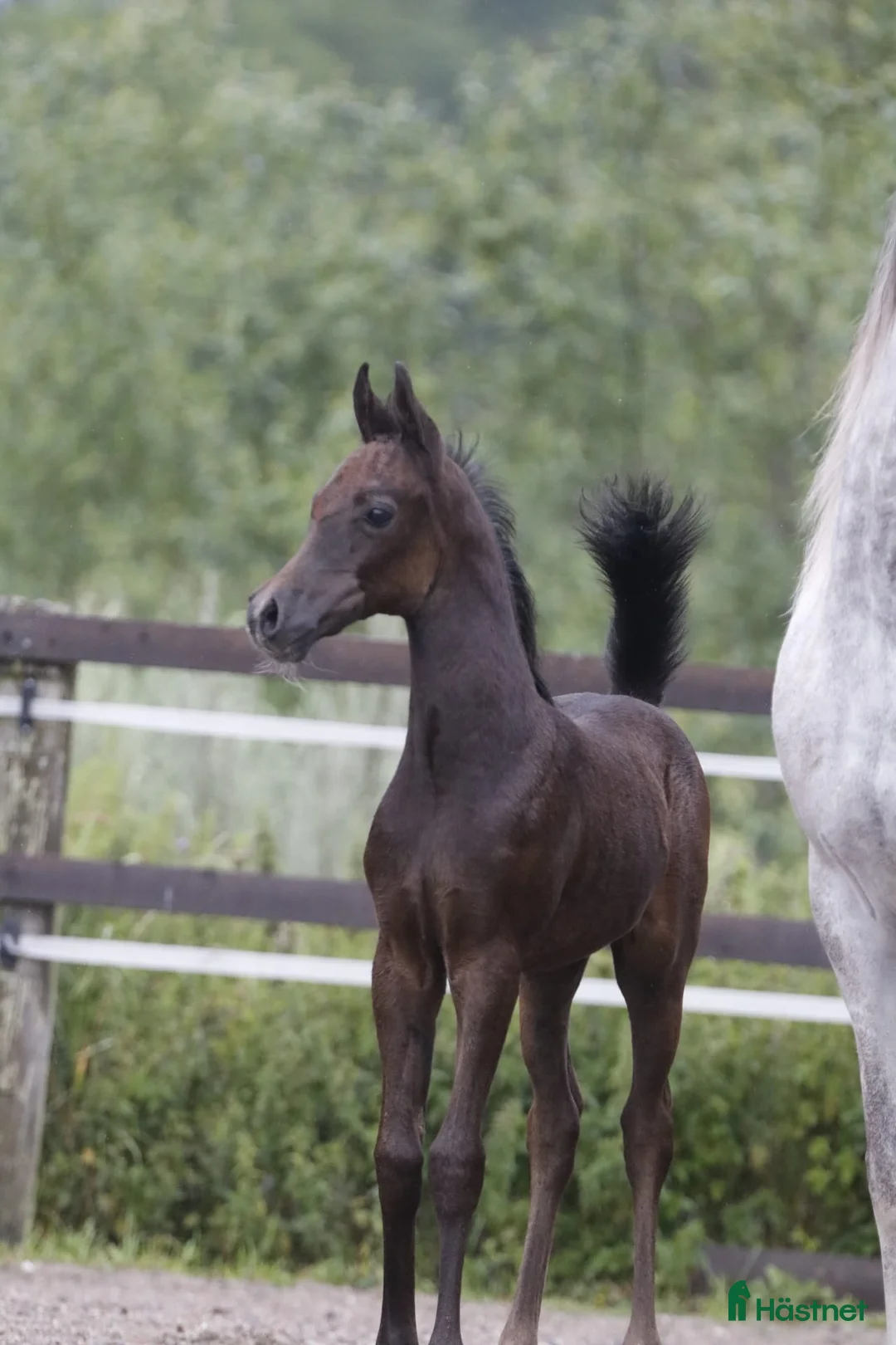 Allround hästar till salu: Vackra, trevliga & välhanterade ettåringar i Vagnhärad - Annons 1