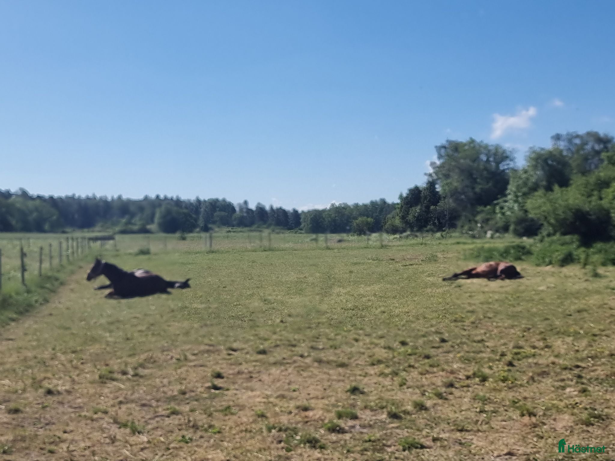  stallplats plats i Lösdrift finnes!  - Annons 15