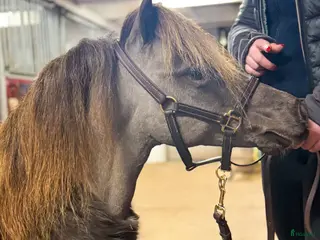 hästar Magisk silverpojke 🦄 i Björklinge - Annons 22