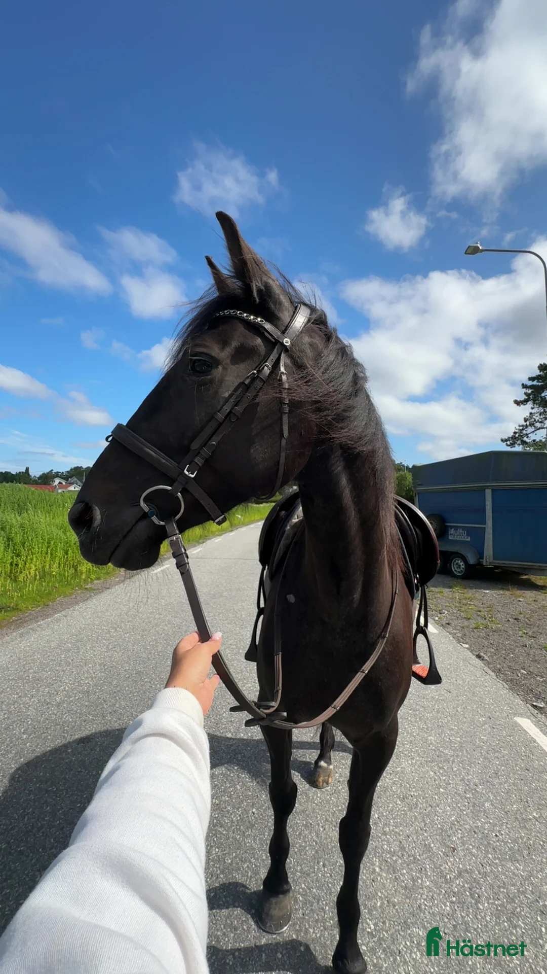 Allround hästar till salu: Fantastisk ung tjej med stor potential i Lödöse - Annons 2