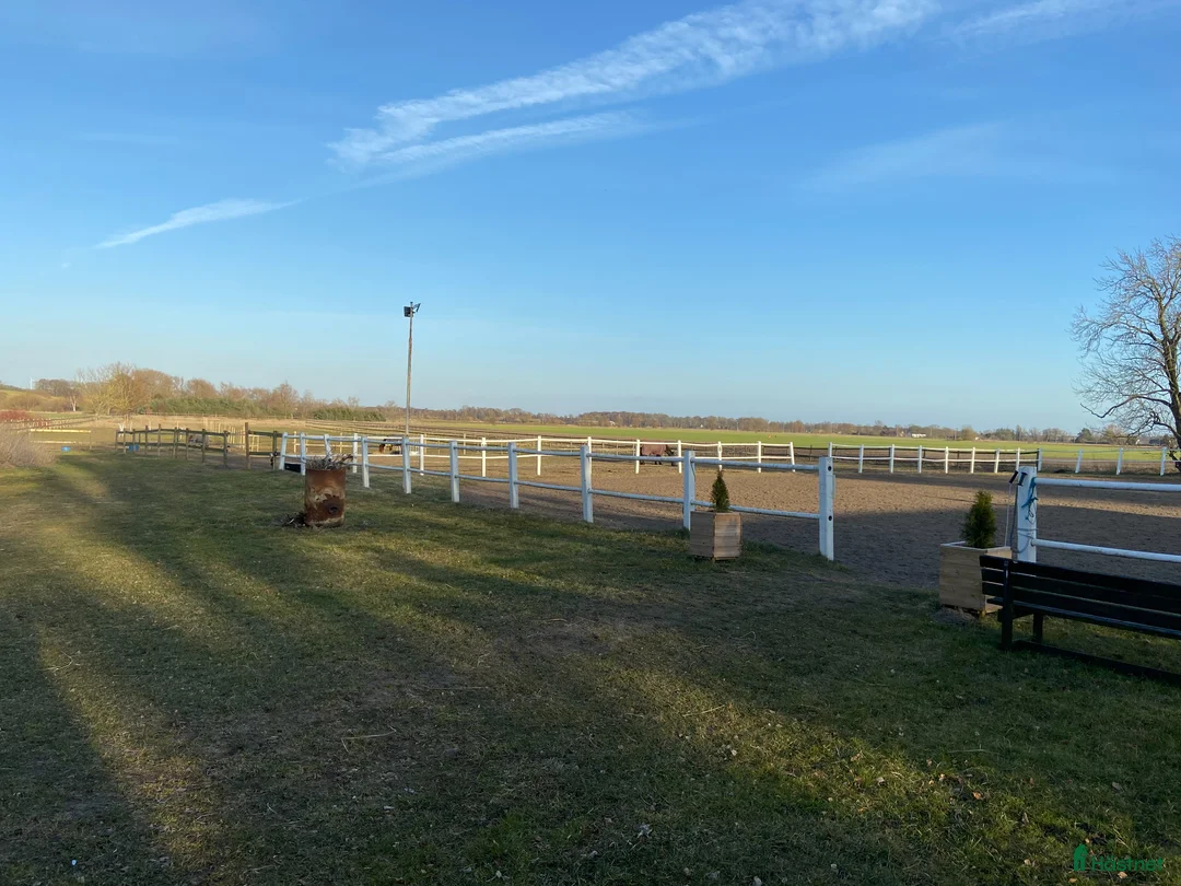  stallplats finnes: Boxplatser lediga i Flyinge - Annons 2