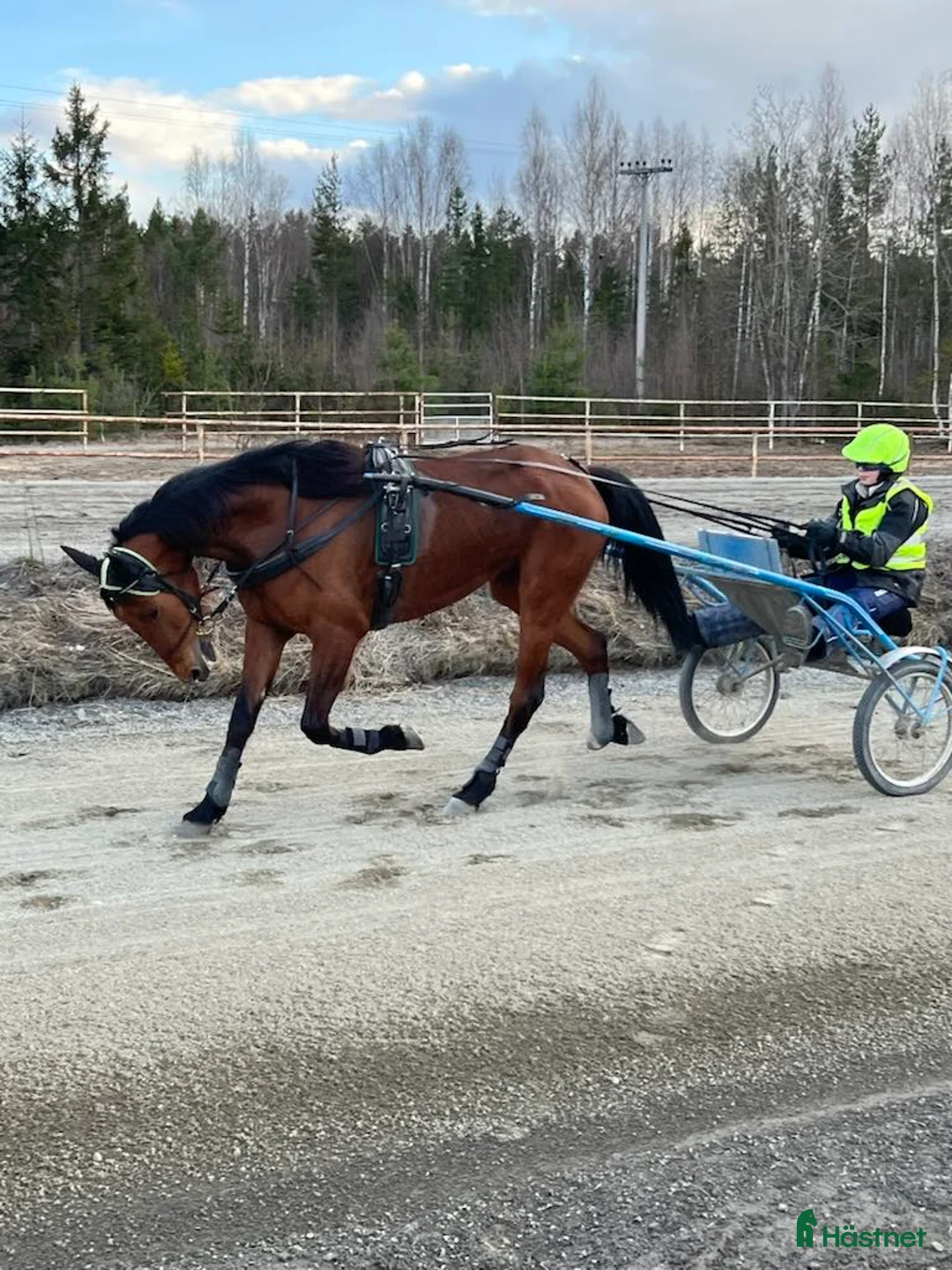 Allround hästar till salu: Fin kille söker nytt hem  - Annons 8