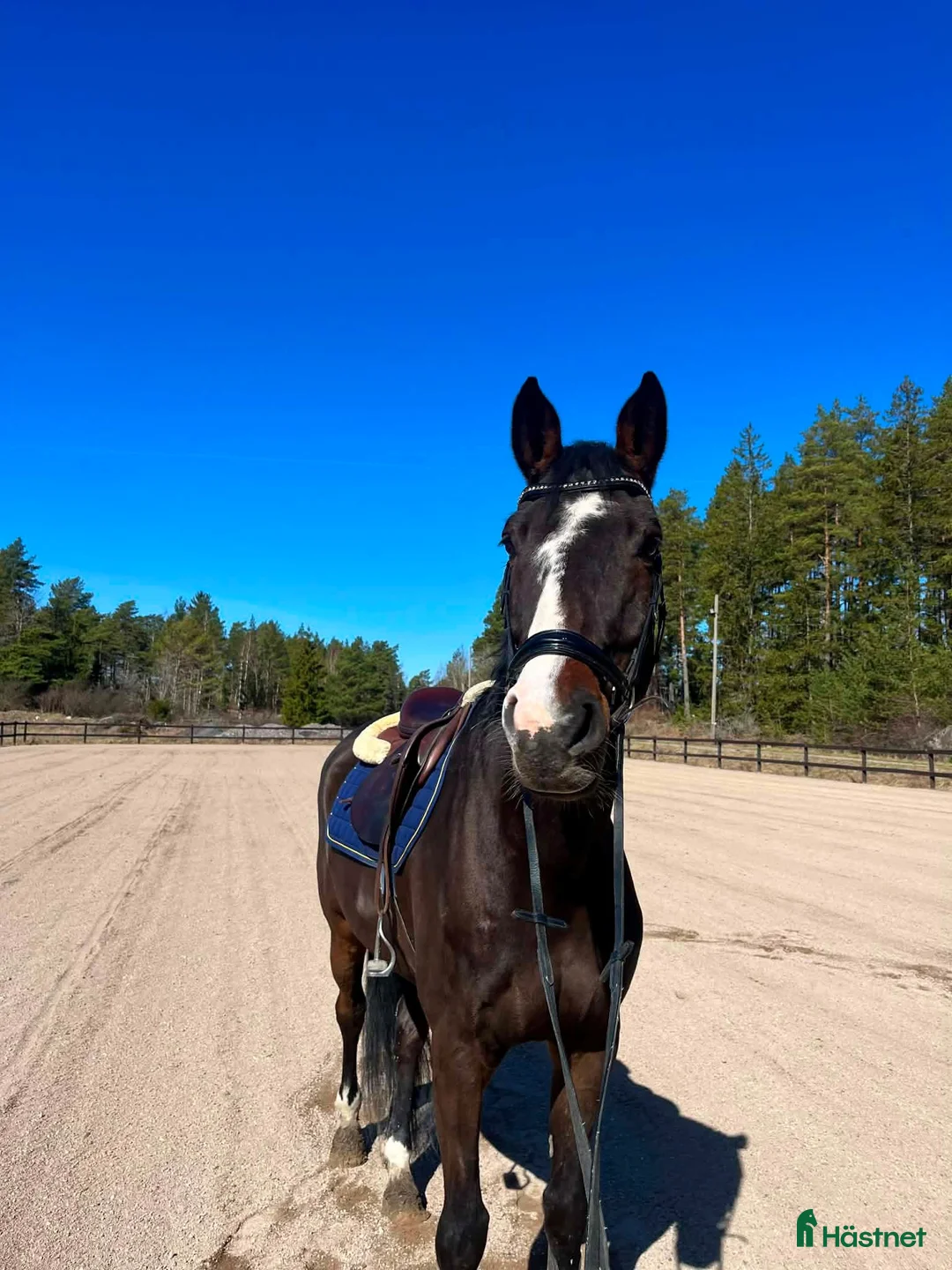 Hoppning hästar till salu: SWB-valack, f. 18, e. Click and Cash - Annons 1