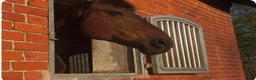  stallplats finnes: Ledig stall plats i Vintrie - Annons 5