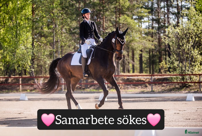 hästar i Bollnäs - Annons 2