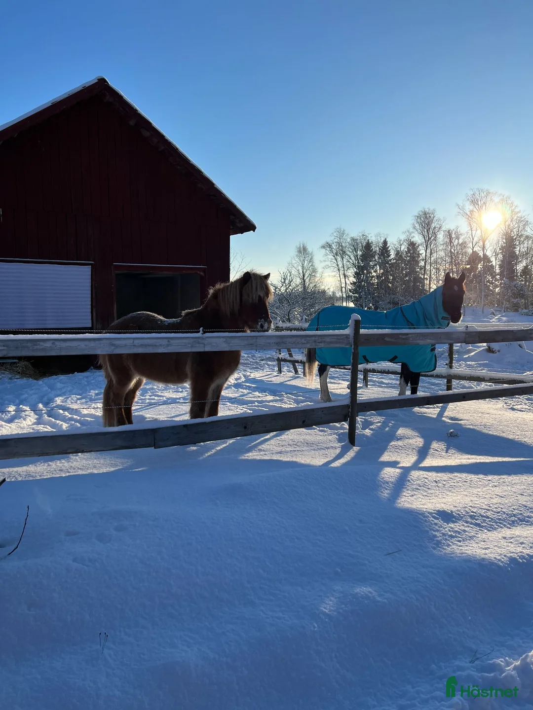 Allround hästar till salu: Fin läromästare - Annons 2