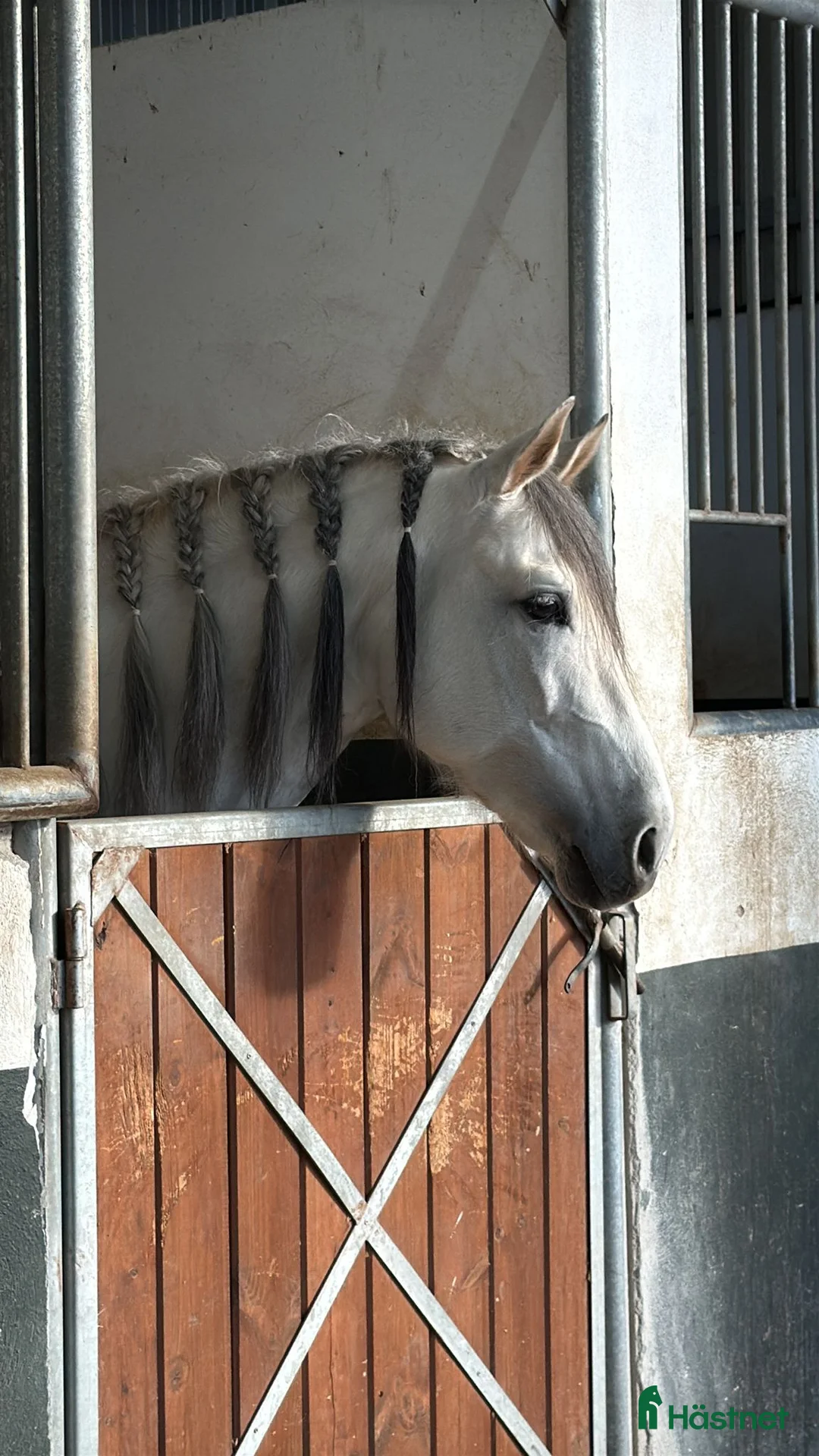 Dressyr hästar till salu: Fantastisk PRE hingst!! i Borås - Annons 1