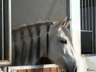 hästar Fantastisk PRE hingst!! i Borås - Annons 7