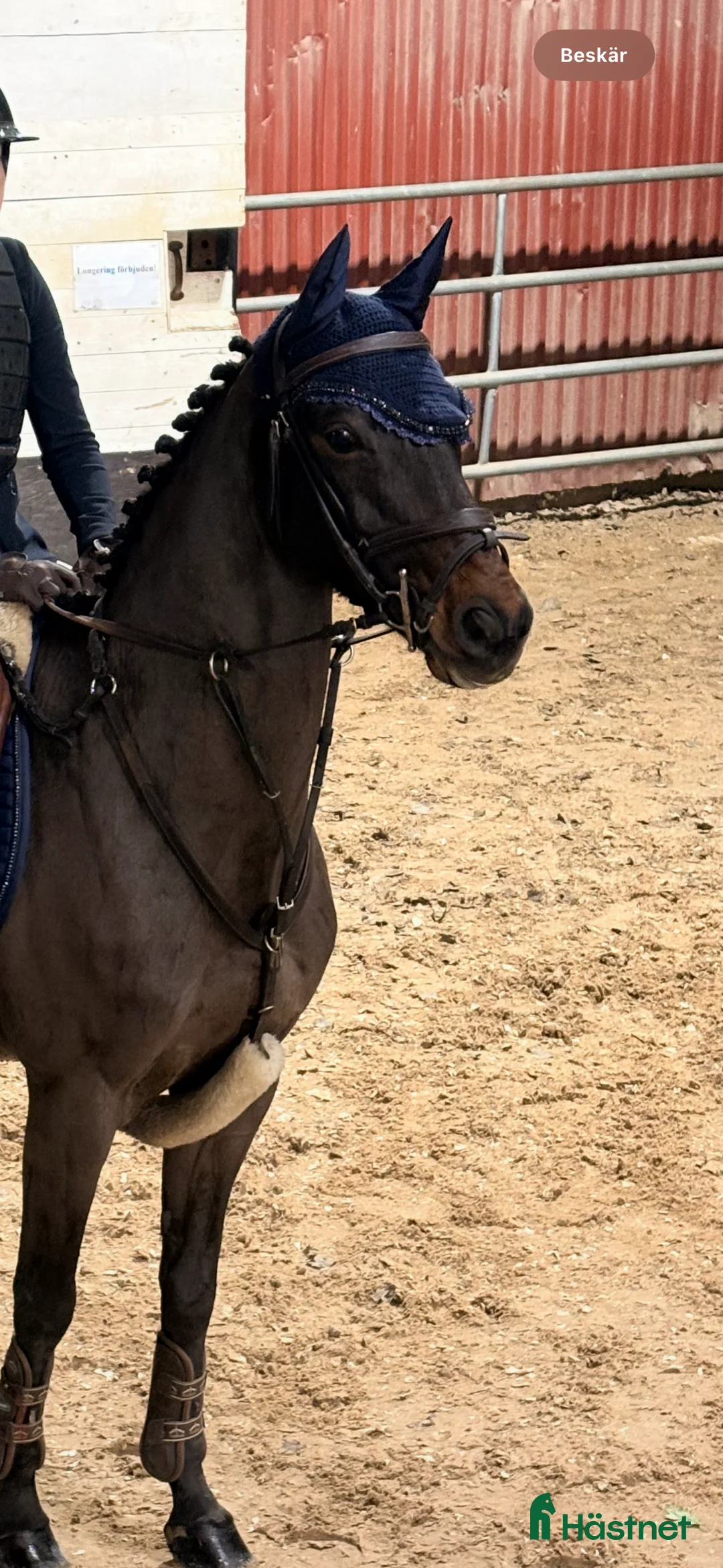 Hoppning hästar till salu: Tävlingsponny med energi i Vadstena - Annons 2