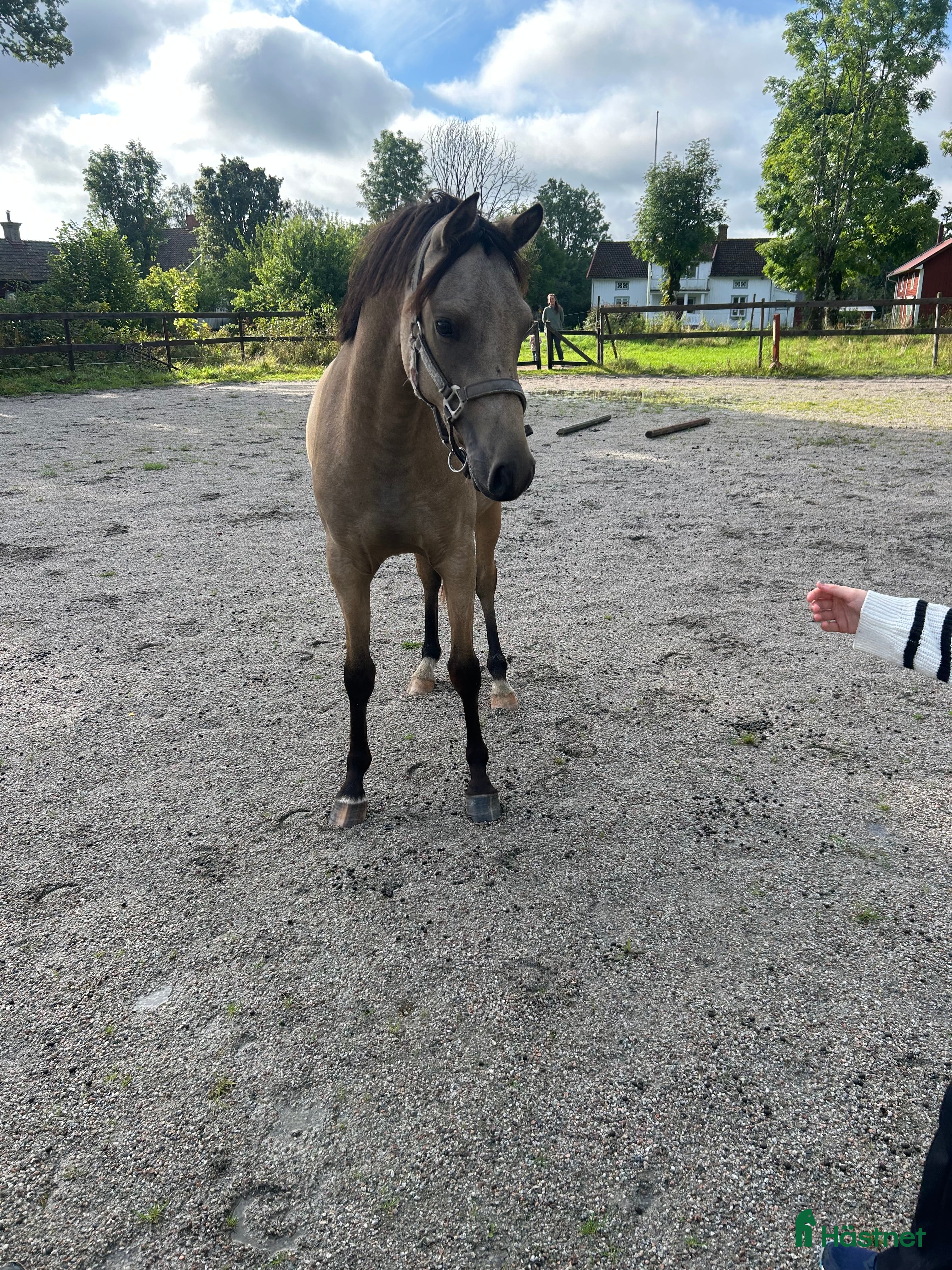  hästar Fin dubbeltalang med prestationsstam - Annons 7
