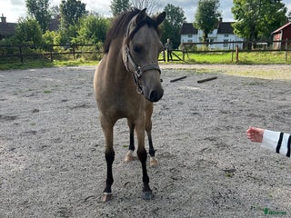hästar Fin dubbeltalang med prestationsstam - Annons 8