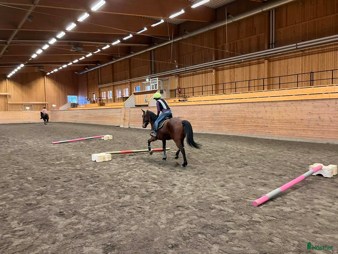 Allround hästar till salu: Fin kille söker nytt hem  - Annons 6